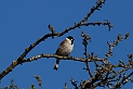 Reed bunting male - A